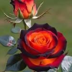 Ludwighench Ludwighench Profile Picture